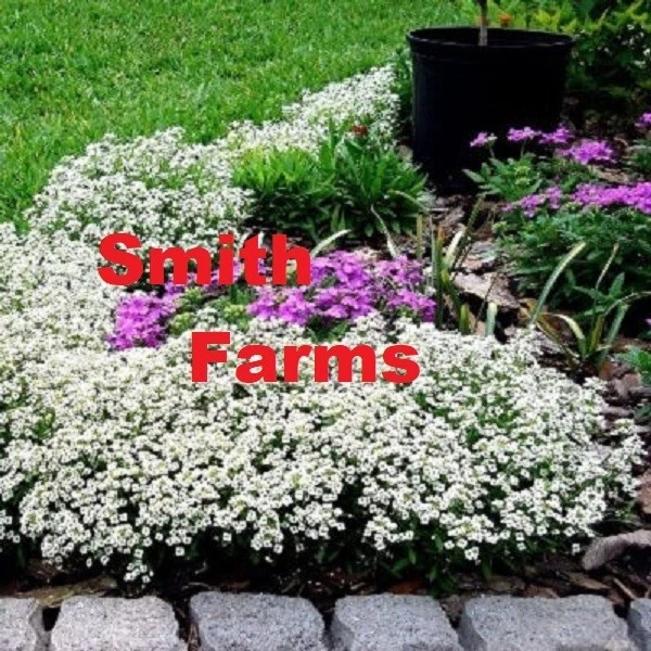 25+ Seeds Carpet of Snow Alyssum Flowers Plants Garden Planting - $11.39