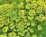 Mammoth Long Island Dill Seed 200 Seeds Non-Gmo Fast Shipping - $7.99
