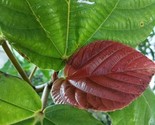 Ficus Auriculata  Elephant Ear Fig 20 Tropical Authentic Seeds - £8.43 GBP