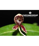 BULBOPHYLLUM MAQUILINGENSE SMALL ORCHID SPECIES POTTED - $33.00