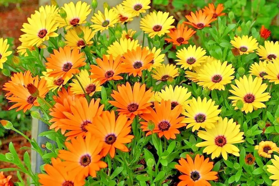 African Daisy Flowering Annual Drought Heat Garden 201 Seeds - $9.80