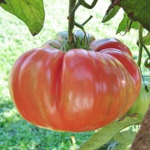 100 Brandywine Pink Tomato Seeds Seeds Nongmo Heirloom - £8.63 GBP