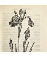 1905 Blue Flag Iris Flower Print Pen &amp; Ink Lithograph Antique Art 6.75 x... - £13.94 GBP
