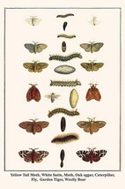 Yellow Tail Moth, White Satin, Moth, Oak eggar, Caterpillar, Fly, Garden Tiger,  - £17.53 GBP+