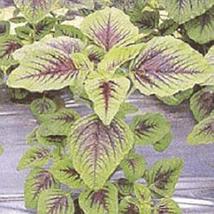 50 Seeds Amaranth Chinese Spinach Red Green Calaloo Vegetable Seed - £18.83 GBP
