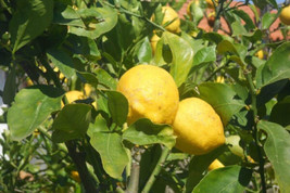 5 Limone Costa d&#39;Amalfi Lemon Seeds US Seller Fast Shipping - £3.07 GBP