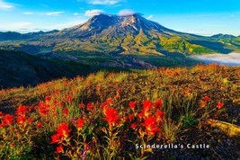 Mt St Helens Wildflowers Washington Photo Picture Print 4X6,5X7, 8X10, 8.5X11 - £7.12 GBP+