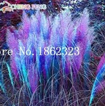 Pampas Purplish Red 300PCS Grass Seeds - $19.70