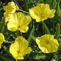 Dwarf Missouri Evening Primrose Oenothera Missouriensis 25 Seeds Fresh Seeds - $8.98