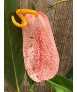 Rare - Anthurium scherzerianum (Cream with red dots) (4.5” pot) - $185.00