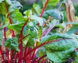 Ruby Red Swiss Chard Seeds Fresh Non-Gmo Salad Greens Colorful 50 Seeds ... - $8.99