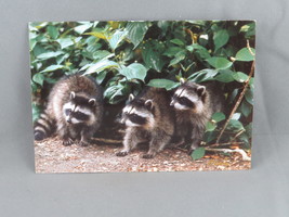 Vintage Postcard - Raccoons British Columbia - Traveltime - £11.76 GBP