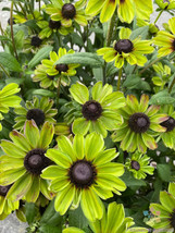 HS  200+ Enchanted Forest Rudbeckia Seeds For Garden Planting - USA  - $6.92