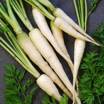 ArfanJaya Lunar White Carrot Seeds 400 Vegetable Garden Non-Gmo - £6.11 GBP