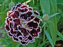 Dianthus Heddewigii Black And White 10 Seeds - $7.99