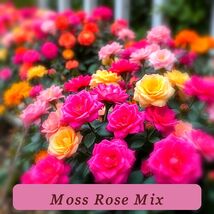 200 Moss Rose Ready To Bloom Double Mix Color Seeds Portulaca Grandiflora - $65.64 MXN