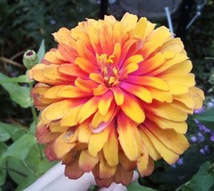 10 SEEDS ZINNIA CARROUSEL MIX HEIRLOOM PLANT HEIRLOOM SEEDS QUICK GARDEN... - £6.44 GBP