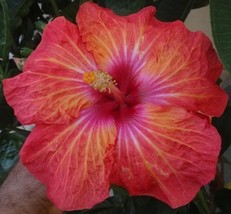 Grow In US 20 Pink Orange Red Hibiscus Seeds Flowers Flower Seed Perennial Bloom - £8.85 GBP