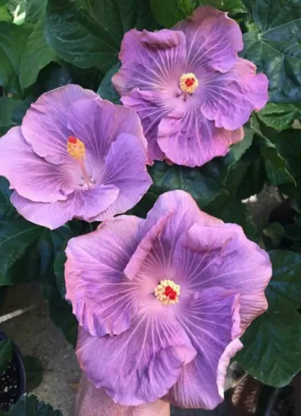 20 Lilac Hibiscus Seeds Flowers Flower Seed Bloom 428 Fresh Garden USA Shipping - £12.07 GBP