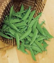 S_SH 50 Oregon Sugar Pod Ii Pea Pisum Sativum Macrocarpon Vegetable Seeds - $7.24