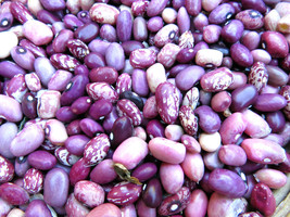 Hidatsa Red Variety - land race bean - $5.25