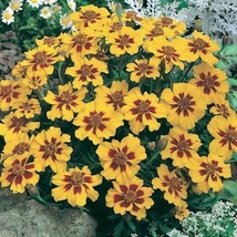 200 Seeds Of French Marigold Dwarf Naughty Marietta Heirloom Beneficial - £7.10 GBP