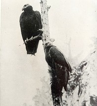 California Vultures Pair Roosting In Tree 1936 Bird Print Nature DWU13 - €17,28 EUR
