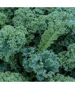 Kale Vegetable Veggie All Natural Easy Grow Vates Blue Curled Seeds Pk o... - £6.14 GBP