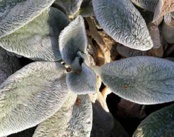 Top Seller 100 Wolly Lambs Ear Stachys Byzantina Silvery Fuzzy Leaves Pu... - £11.48 GBP