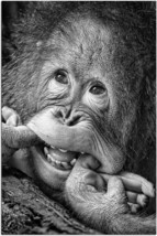 FRAMED CANVAS PRINT art print giclee Funny face animal orangutan baby monkey - £31.57 GBP+