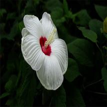 White Colour Exotic Rare Hibiscus For Garden Flower Beds Plant Bush 20 Seed - £9.95 GBP