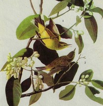 Yellow Palm Warbler Bird 1946 Color Plate Print John James Audubon Natur... - $15.00