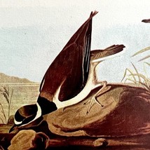 Ring Neck Plover Bird 1950 Lithograph Print Audubon Nature 1st Edition D... - $41.83 CAD