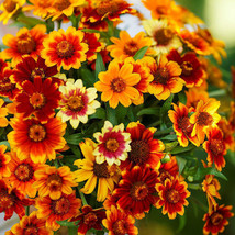 ENIL Zinnia OLD MEXICO Heirloom AAS Winner 18&quot;&quot; Double/Semi-Double Blooms 200 Se - £3.58 GBP