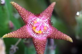 “ 100 PCS Stapelia Pulchella Perennial Flower Seeds - Colorful GIM” - £11.34 GBP