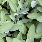 Broad Leaf Sage Seeds - Organic - Non Gmo - Heirloom  – Herb 10 Seeds - £8.74 GBP