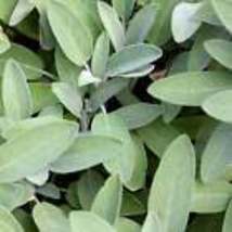 Broad Leaf Sage Seeds - Organic - Non Gmo - Heirloom  – Herb 10 Seeds - £8.63 GBP