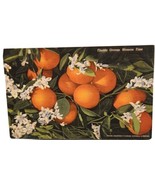 Vintage Florida Postcard Orange Trees - £2.34 GBP