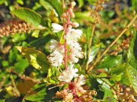 New Fresh Seeds 30 Sherri Sue Sweet Pepperbush Seeds Clethra Alnifolia Sherry Su - $11.80