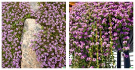 10000 Creeping Thyme Seeds Perennial Herb &amp; Purple Groundcover - $24.95