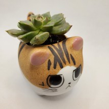 Graptoveria Olivia Succulent in Cat Planter - 2.5" Kitty Kitten Ceramic Pot image 3