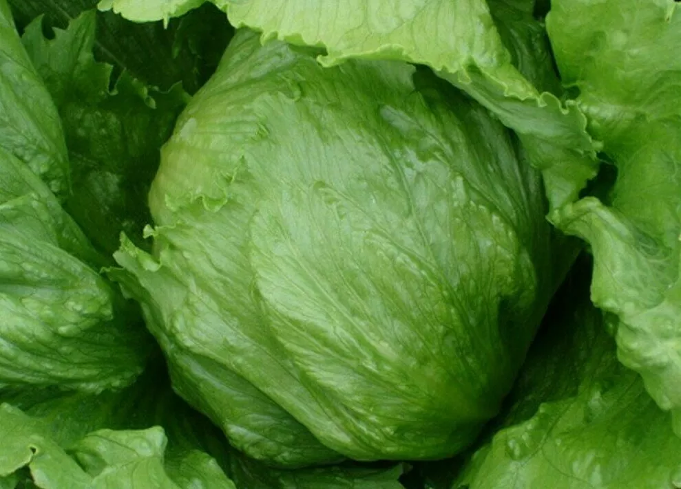 Semilir 1000 Iceberg Lettuce Seeds Head Lettuce Garden Vegetable Suppliers - €8,13 EUR