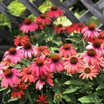 From US 50 Santa Fe Coneflower Seeds Echinacea Perennial Flowers Flower 1384 - £8.57 GBP