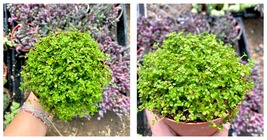 Fully Rooted - 4&quot; Baby Tears - Soleirolia Soleirolii - Live House Plant - £36.73 GBP