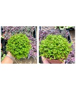 Fully Rooted - 4&quot; Baby Tears - Soleirolia Soleirolii - Live House Plant - £36.96 GBP
