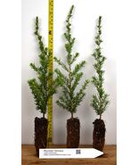 Mountain Hemlock (Tsuga mertensiana) Potted Tree - Landscape or Bonsai - $21.73+