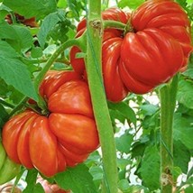 Mushroom Basket Tomato Seeds Organic US Fast Shipping - $40.91 MXN