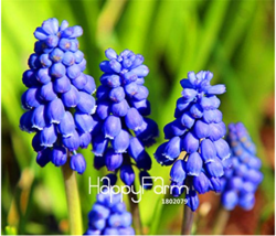 100 Pieces/Bag Arrivalblue Violet Purple Grape Hyacinth Flower Seeds Garden Beau - $10.89