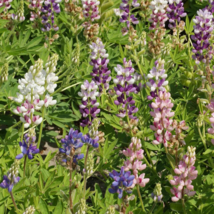 50 Seeds Pixie Lupine Seeds Non-GMO  - £7.80 GBP