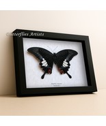 Giant Swallowtail Papilio iswara Rare Taxidermy Real Butterfly Framed Sh... - €96,95 EUR